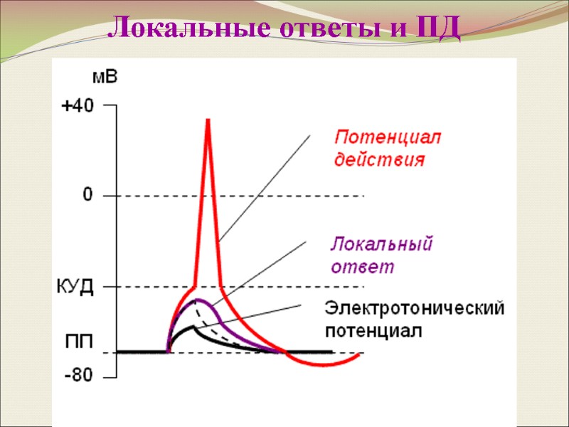 Локальные ответы и ПД